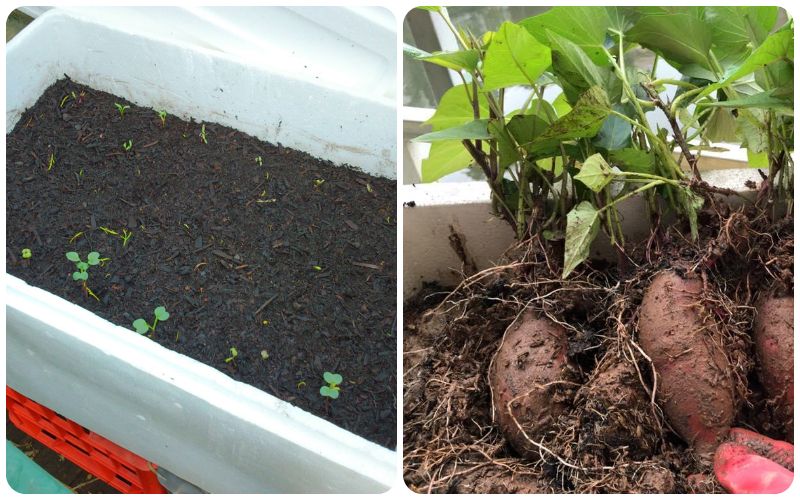 2 cách trồng khoai lang tại nhà đơn giản, chị em thử lần đầu đã thành công mỹ mãn - Ảnh 2